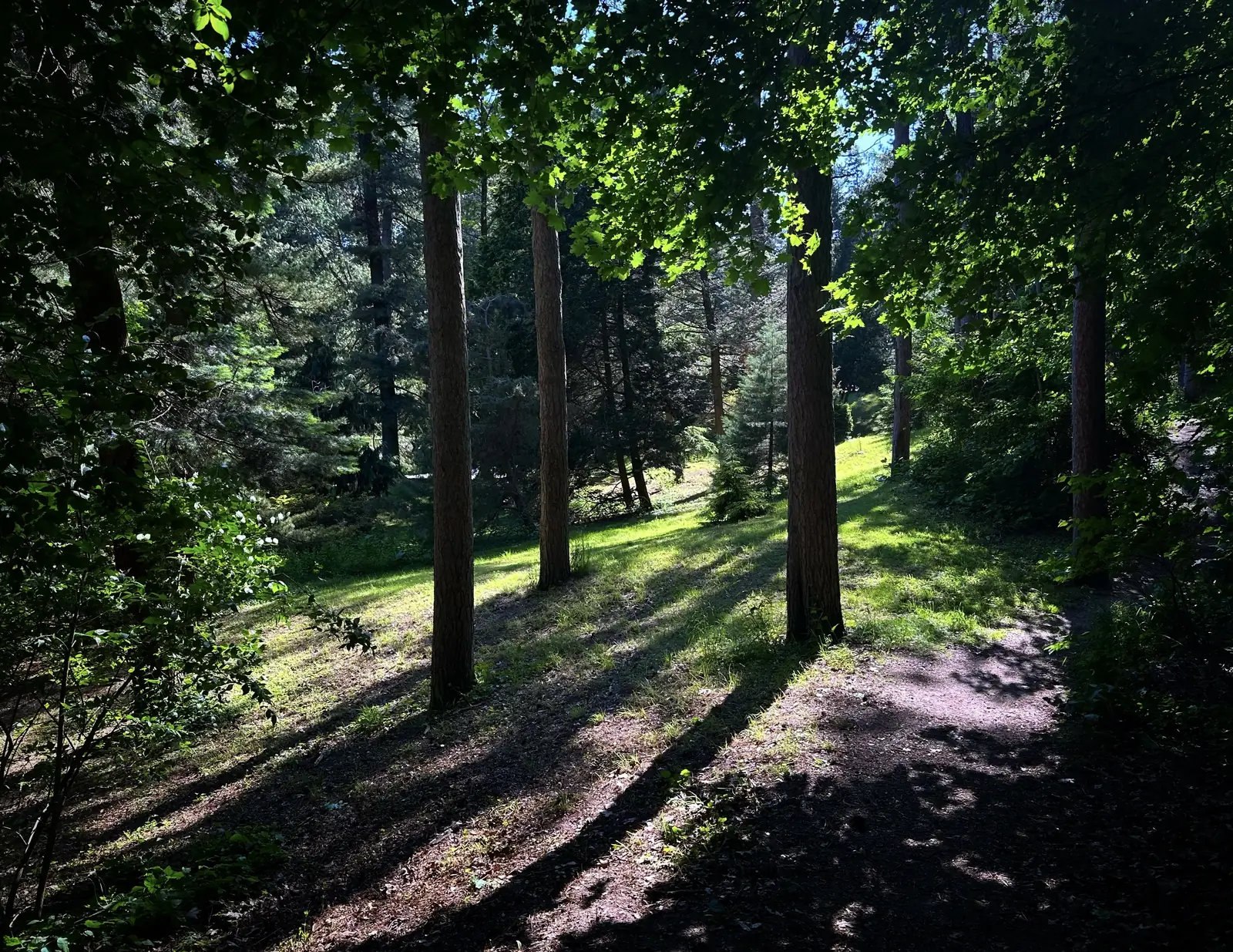 Sunlit forest path